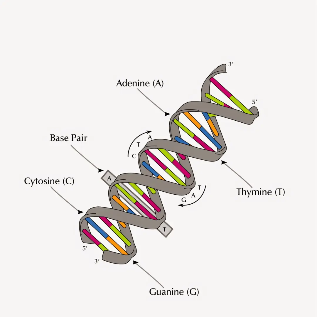 DNA-Matcher